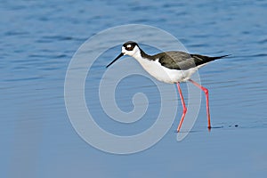 Black-necked Stilt