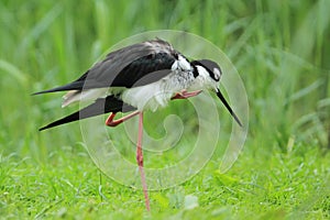 Black-necked stilt