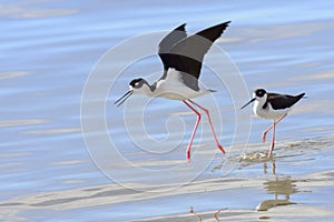 Black-necked Stilt