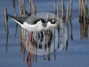 Black-necked Stilt