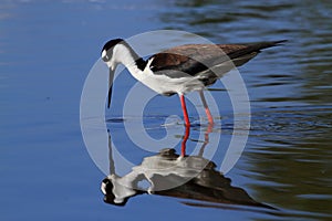 Black-necked Stilt bird