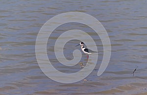 Black necked Stilt bird in a fish pool searching for food  Israel