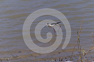 Black necked Stilt bird in a fish pool searching for food  Israel