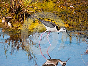 Black necked stilt bird wading in the water searching for food