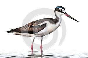 Black-necked stilt, a common and widespread species