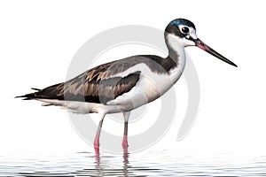 Black-necked stilt, a common and widespread species photo