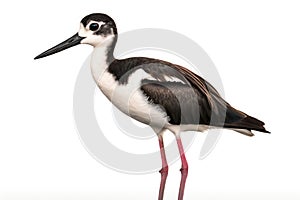 Black-necked stilt, a common and widespread species photo