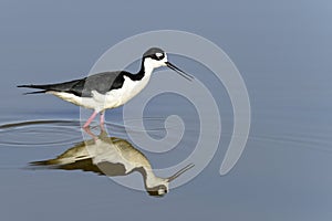 Black-necked stilt, don edwards nwr, ca