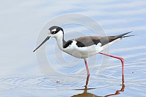 Black-necked Stilt - Everglades National Park photo