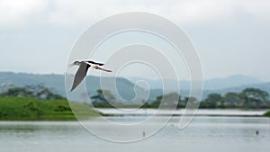 Black-necked stilt in flight