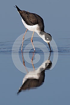 Black-necked Stilt foraging.