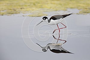 Black-necked Stilt foraging in a California pond