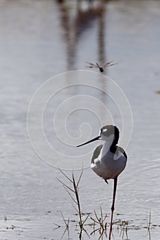 Black-Necked Stilt (Himantopus mexicanus)