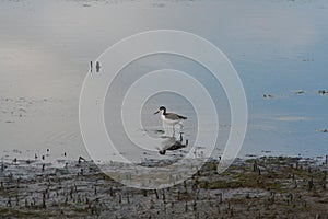 Black-Necked Stilt Himantopus mexicanus 3