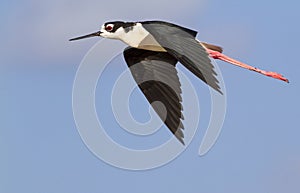 Black-necked stilt (Himantopus mexicanus) flying