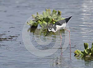 Black-necked Stilt Himantopus mexicanus foraging on edge of Lake Chapala