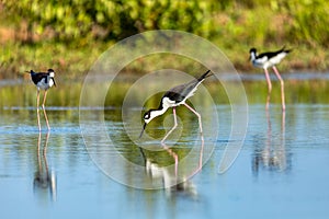 The black-necked stilt (Himantopus mexicanus). Guanacaste department. Wildlife and birdwatching in Colombia