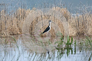 Black-Necked Stilt Himantopus mexicanus 2