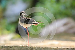 Black-necked stilt, Himantopus mexicanus, wader bird posing and