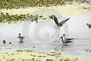 Black-necked stilt landing with others at Orlando Wetlands Park. photo