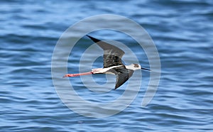 Black necked stilt long legs bird in south France coastal avian flying and fishing in the ocean.