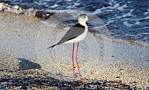 Black necked stilt long legs bird in south France coastal avian flying and fishing in the ocean.