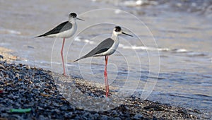 Black necked stilt long legs bird in south France coastal avian flying and fishing in the ocean.