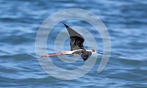 Black necked stilt long legs bird in south France coastal avian flying and fishing in the ocean.