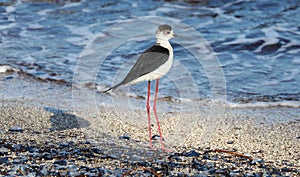 Black necked stilt long legs bird in south France coastal avian flying and fishing in the ocean.