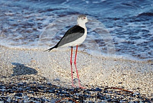 Black necked stilt long legs bird in south France coastal avian flying and fishing in the ocean.