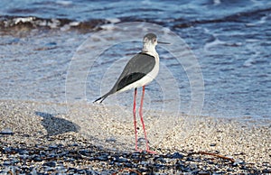 Black necked stilt long legs bird in south France coastal avian flying and fishing in the ocean.