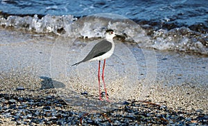 Black necked stilt long legs bird in south France coastal avian flying and fishing in the ocean.