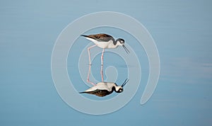 Black-necked Stilt with a lovely reflection on the water