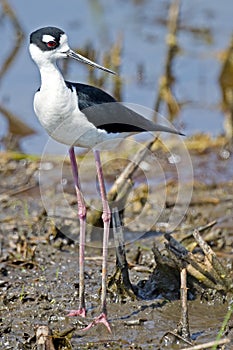 Black-necked Stilt in Marsh