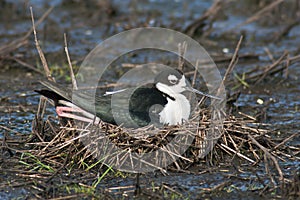 Black-Necked Stilt on Nest