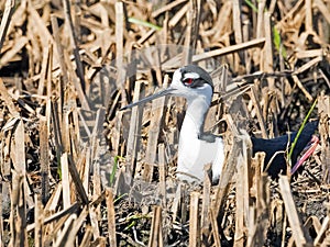 Black-necked Stilt on nest