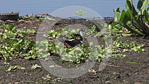 Black-necked Stilt in a nest in Florida wetland