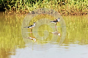 Black necked stilt, in the pond in the Galapagos