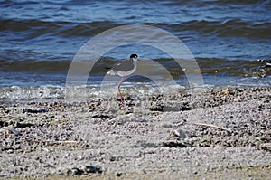 Black Necked Stilt at Salton Sea California