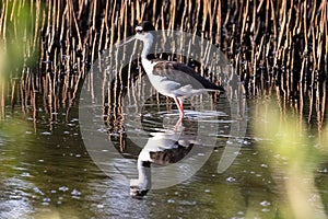 Black-Necked Stilt standing in shallow marsh. Reflection on the water. Reeds in the background.
