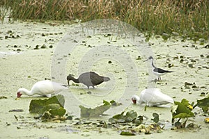 Black-necked stilt wading with ibises at Orlando Wetlands Park. photo