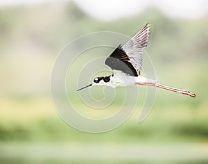 Black-necked Stilts