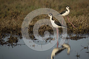 Black Necked Stilts