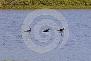 Black-necked Stilts  840625