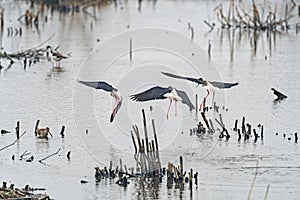 Black Necked Stilts Coming in for a Landing