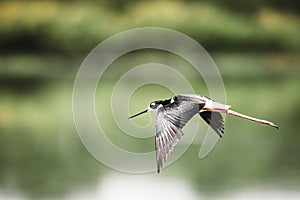 Black-necked Stilts In Flight