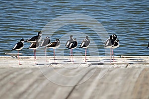 Black-Necked Stilts (Himantopus mexicanus)