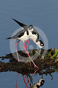 Black-necked Stilts & x28;Himantopus mexicanus& x29;