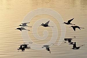 Black-necked Stilts - Himantopus mexicanus - flying over Everglades pond.