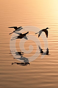 Black-necked Stilts - Himantopus mexicanus - flying over Everglades pond.